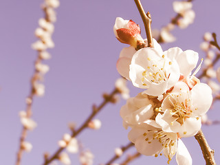 Image showing Retro looking Fruit tree flowers