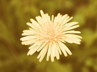 Image showing Retro looking Dandelion