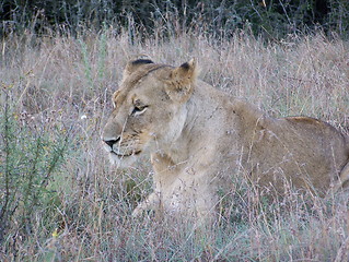 Image showing Lion in the grass