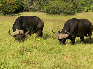 Image showing buffalo  grazing