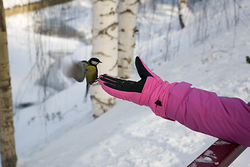 Image showing Titmouse