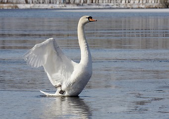 Image showing Mute swan.