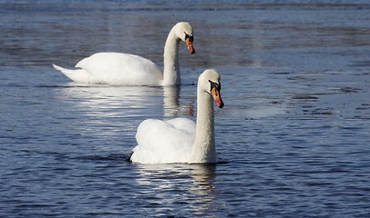 Image showing Mute swan.