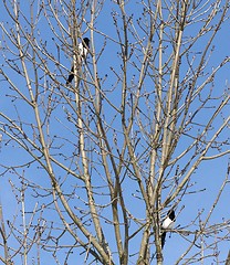 Image showing Magpie in the tree.