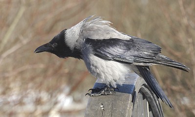 Image showing Hooded Crow