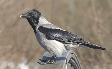 Image showing Hooded Crow.