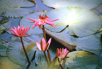 Image showing Chinese Lotus