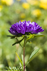 Image showing single blue chrysanthemum