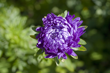 Image showing single blue chrysanthemum