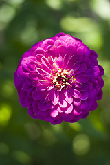 Image showing zinnia flower head