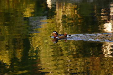 Image showing Mandarinduck - Aix galericulata 24.09.2005