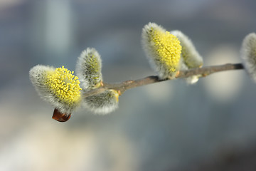 Image showing Blooming pussy-willows