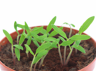 Image showing Sprouts