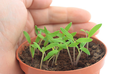 Image showing Sprouts protected