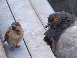 Image showing Curious birds