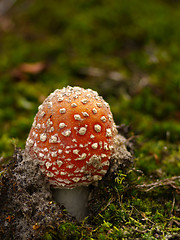 Image showing fly agaric