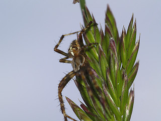 Image showing garden spider