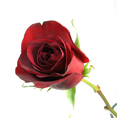 Image showing Tight Rose