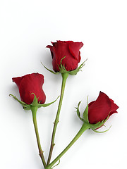 Image showing Three Roses