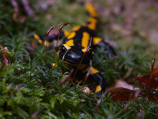 Image showing fire salamander