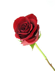 Image showing Rose Isolated