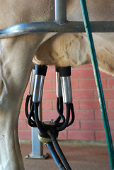 Image showing milking the cow