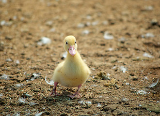 Image showing first steps