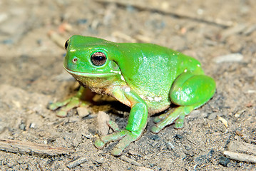 Image showing green tree frog