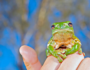 Image showing green tree frog held up