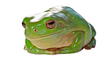 Image showing wry frog