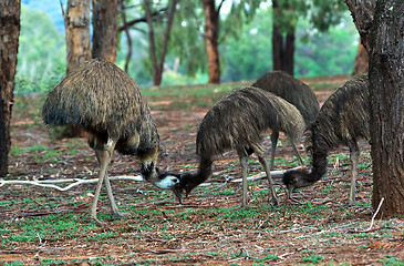 Image showing emus bumping heads