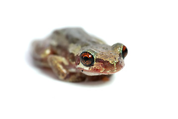 Image showing little red eyed tree frog