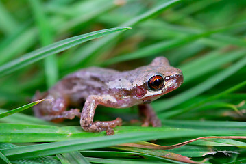 Image showing little red eyed frog in grass