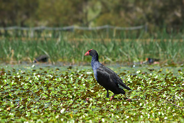 Image showing water hen