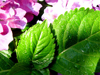 Image showing wet hydrangea