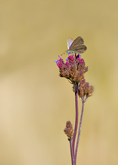 Image showing butterfly on flower