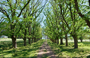 Image showing spring country road