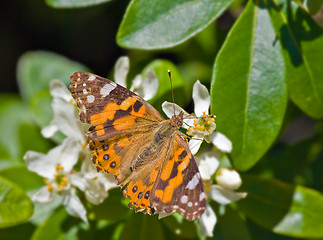 Image showing monarch butterfly