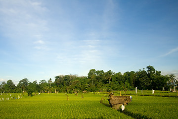 Image showing Rice paddy field in Bali


