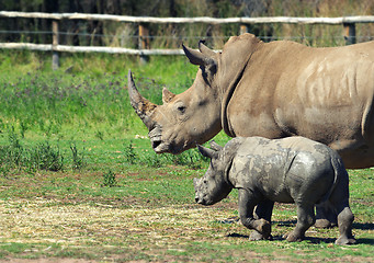 Image showing mother and baby rhino