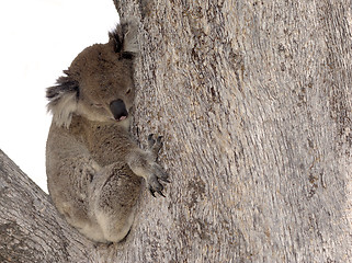 Image showing koala in tree