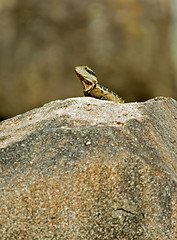 Image showing king of the rock