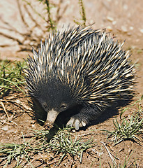 Image showing echidna