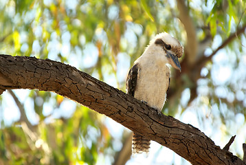 Image showing kookaburra in tree