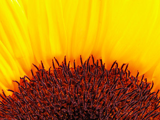 Image showing Sunflower