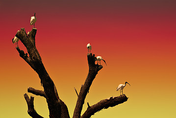 Image showing ibis sunset