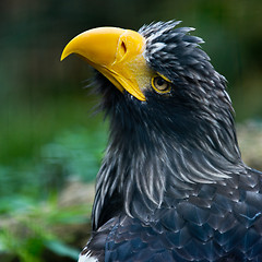 Image showing Steller\'s sea eagle