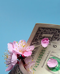 Image showing Cherry flowers and dollar