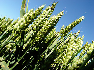 Image showing summer wheat