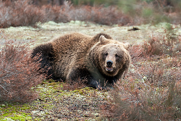 Image showing brown bear (Ursus arctos) in winter forest